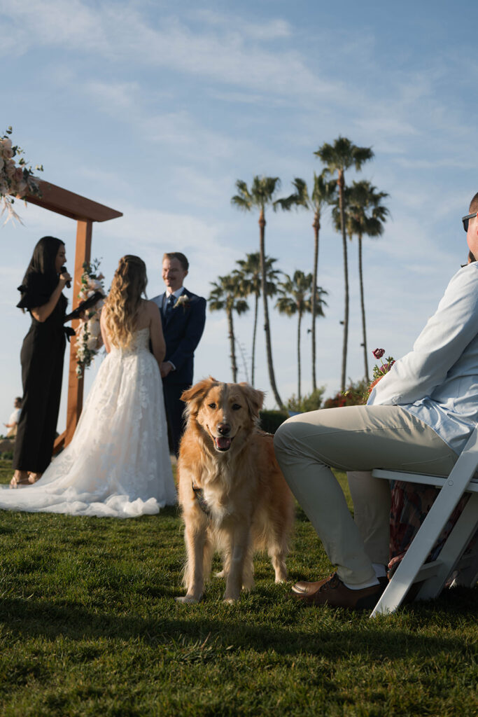 Intimate beach elopement ceremony with family gathered on a cliffside